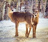 Doe & Yearling_21460